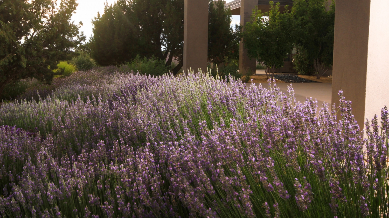 S+A Galisteo Preserve-3